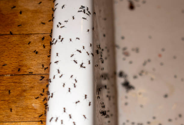 Best Cockroach Control Services  in Hanover, IN